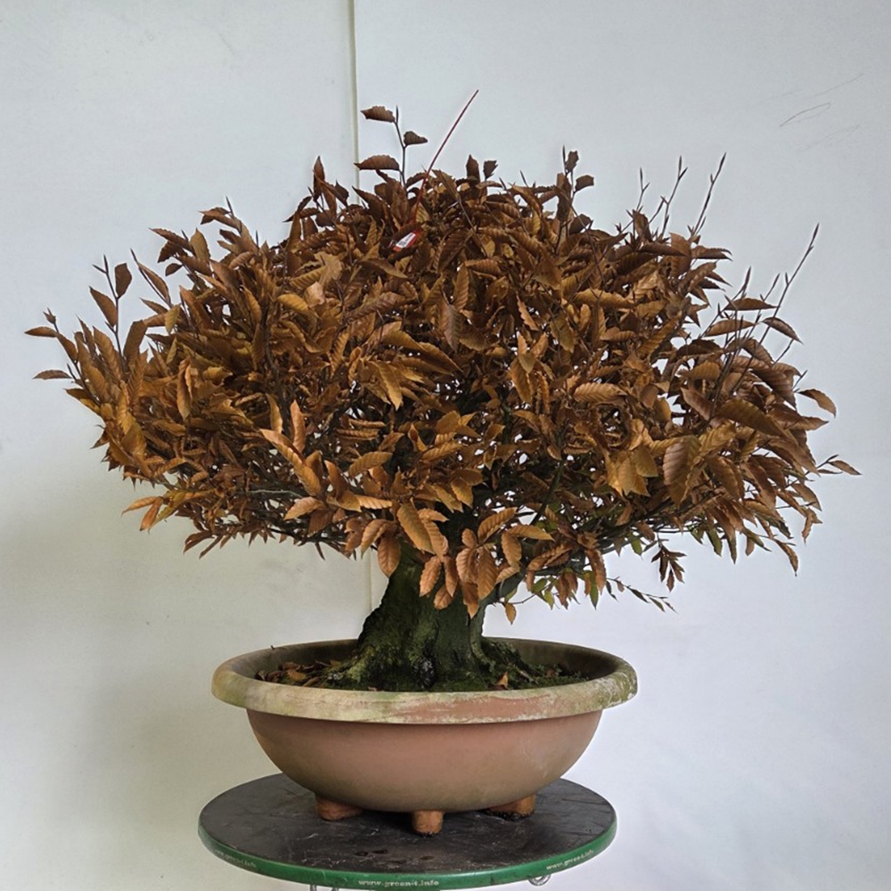 Kültéri bonsai - Fagus crenata