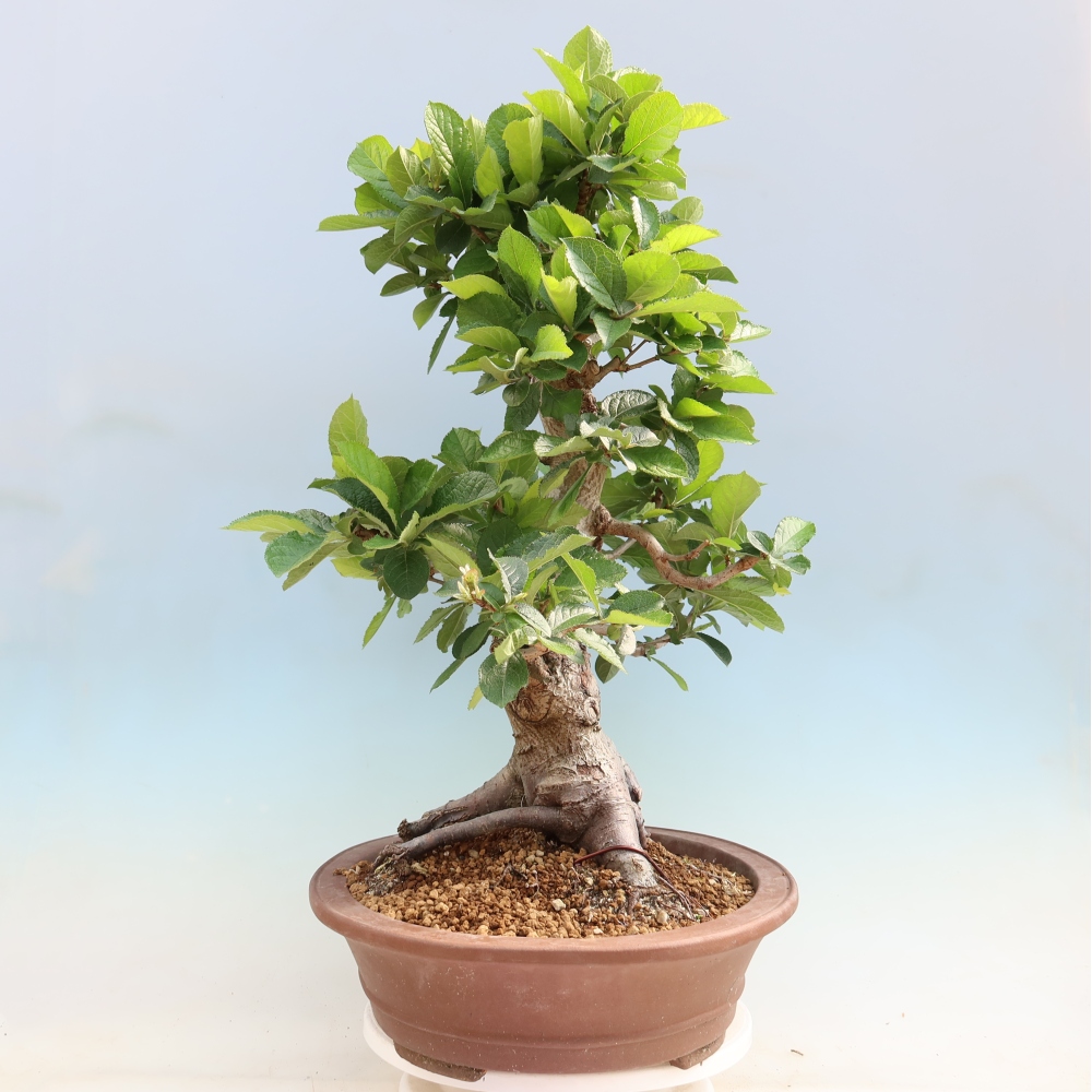 Kültéri bonsai - Photinia villosa