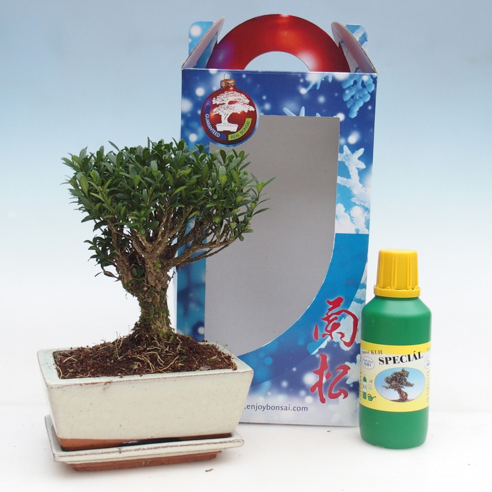 Szoba bonsai ajándékdobozban