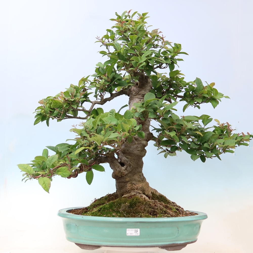 Kültéri bonsai – Ilex serrata – fogazott magyal