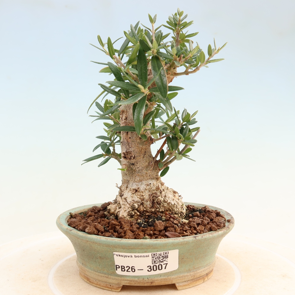 Beltéri bonsai - Olea europaea sylvestris