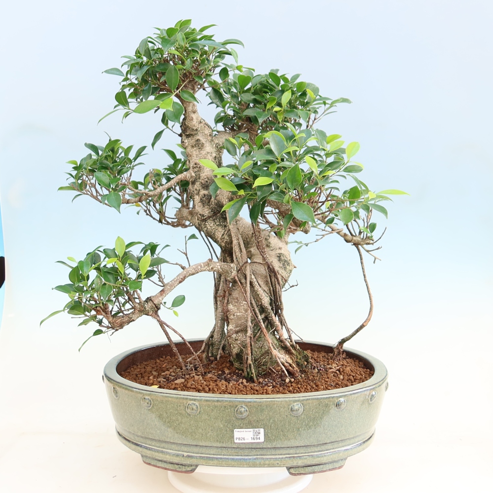 Szobai bonsai - Ficus kimmen - kislevelű fikusz