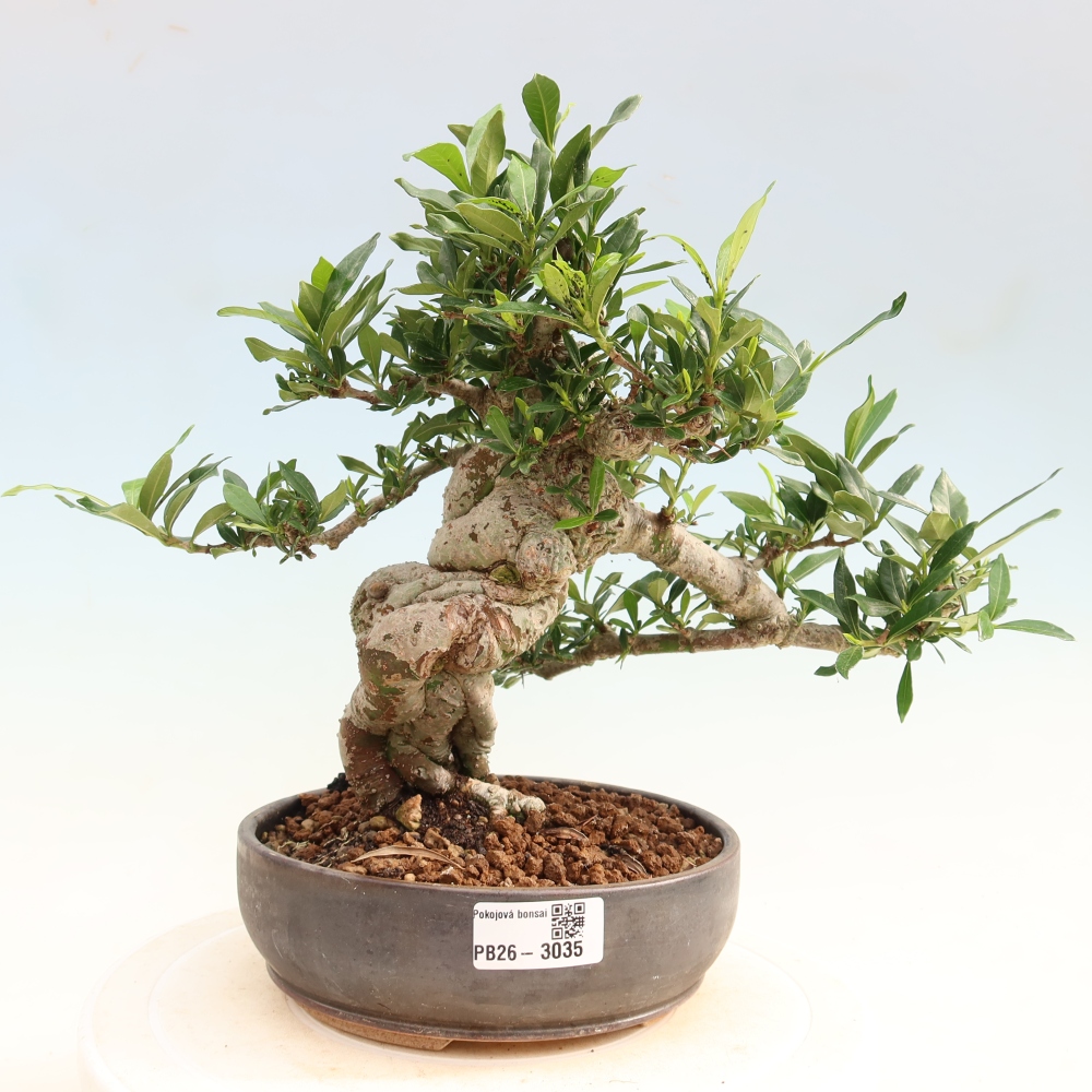 Szobai bonsai - Gardenia jasminoides-Gardenia