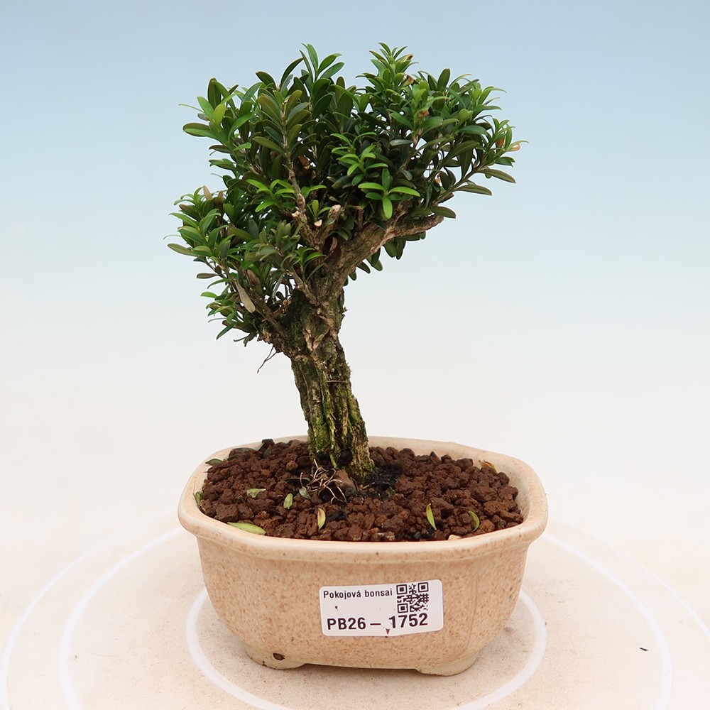 Szobai bonsai - Buxus harlandii - parafa buxus