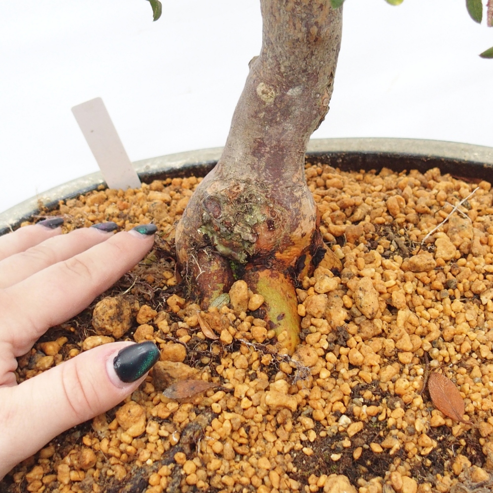 Kültéri bonsai - Japán azálea - Azalea Akari