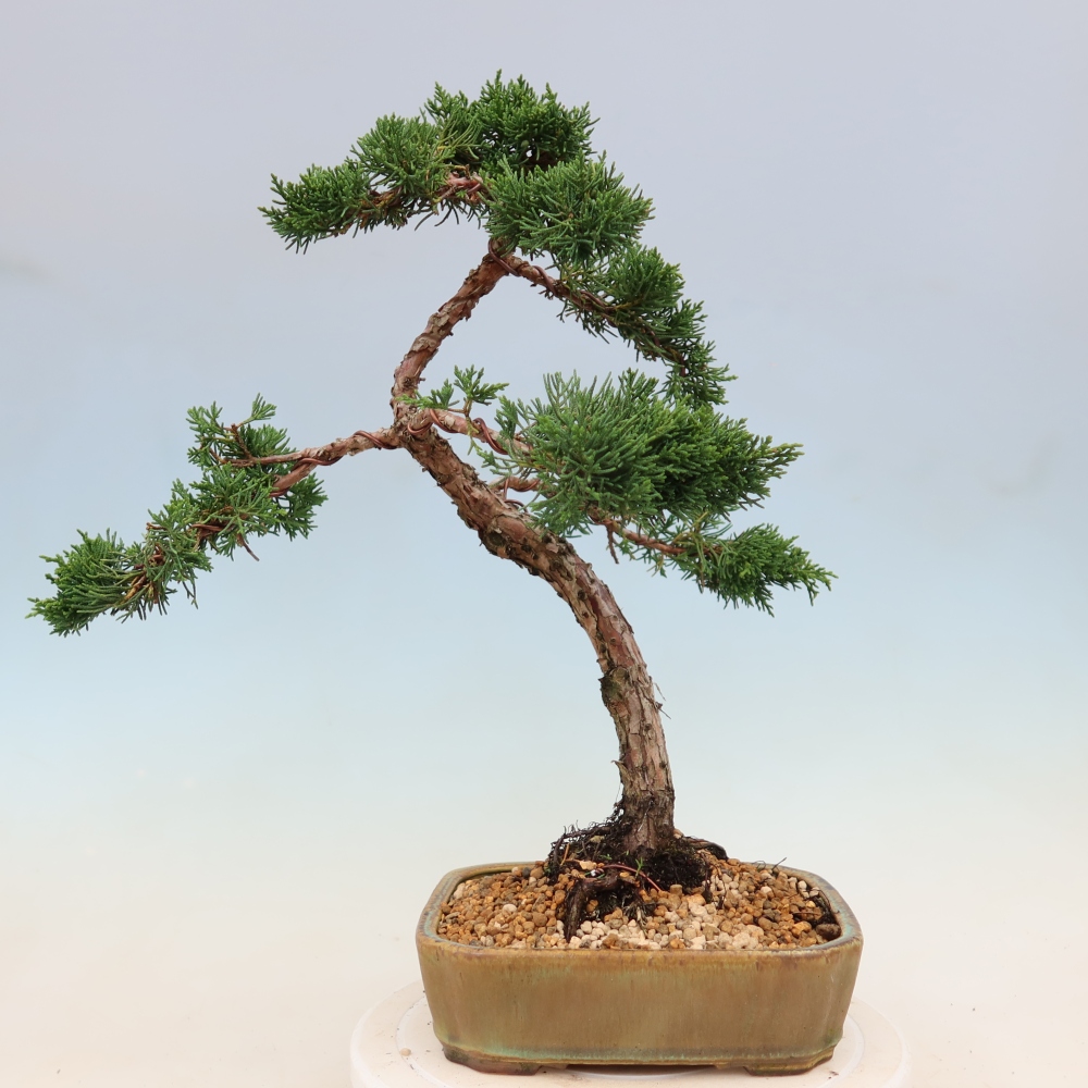 Kültéri bonsai - Juniperus chinensis Kishu