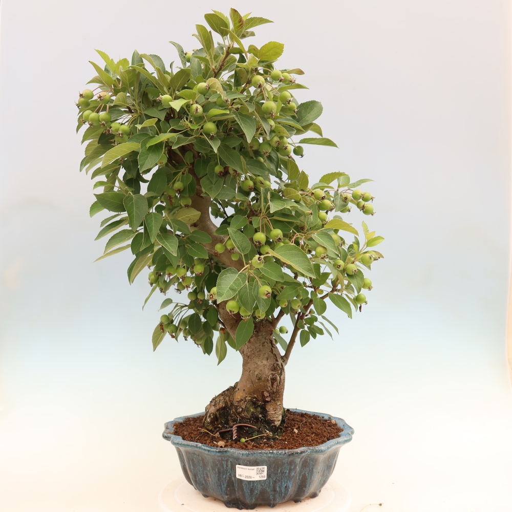 Kültéri bonsai -Malus halliana - Kis gyümölcsű almafa