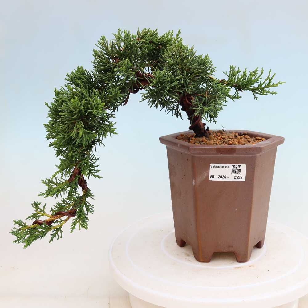Kültéri bonsai - Juniperus chinensis Kishu