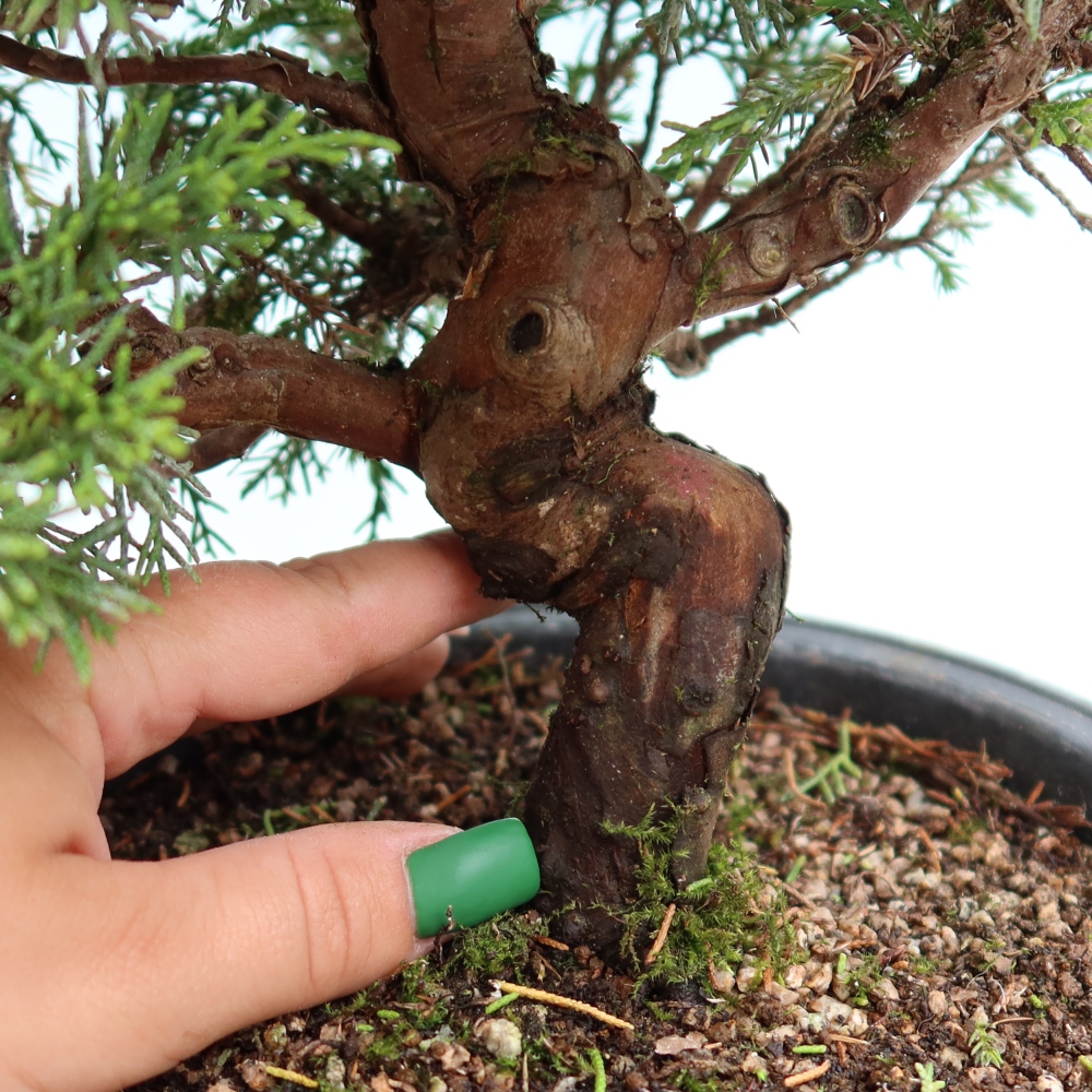 Kültéri bonsai - Juniperus chinensis Itoigawa-Juniperus chinensis