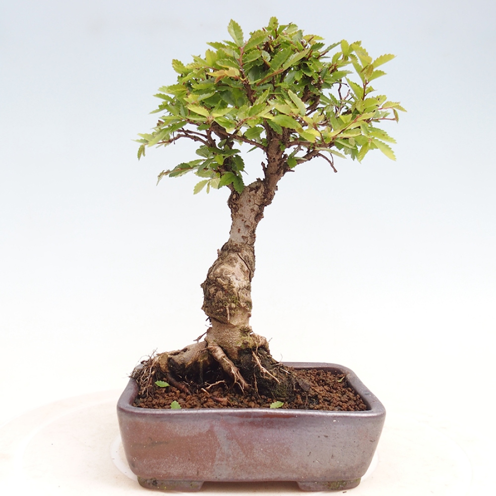Kültéri bonsai - Zelkova - Zelkova NIRE