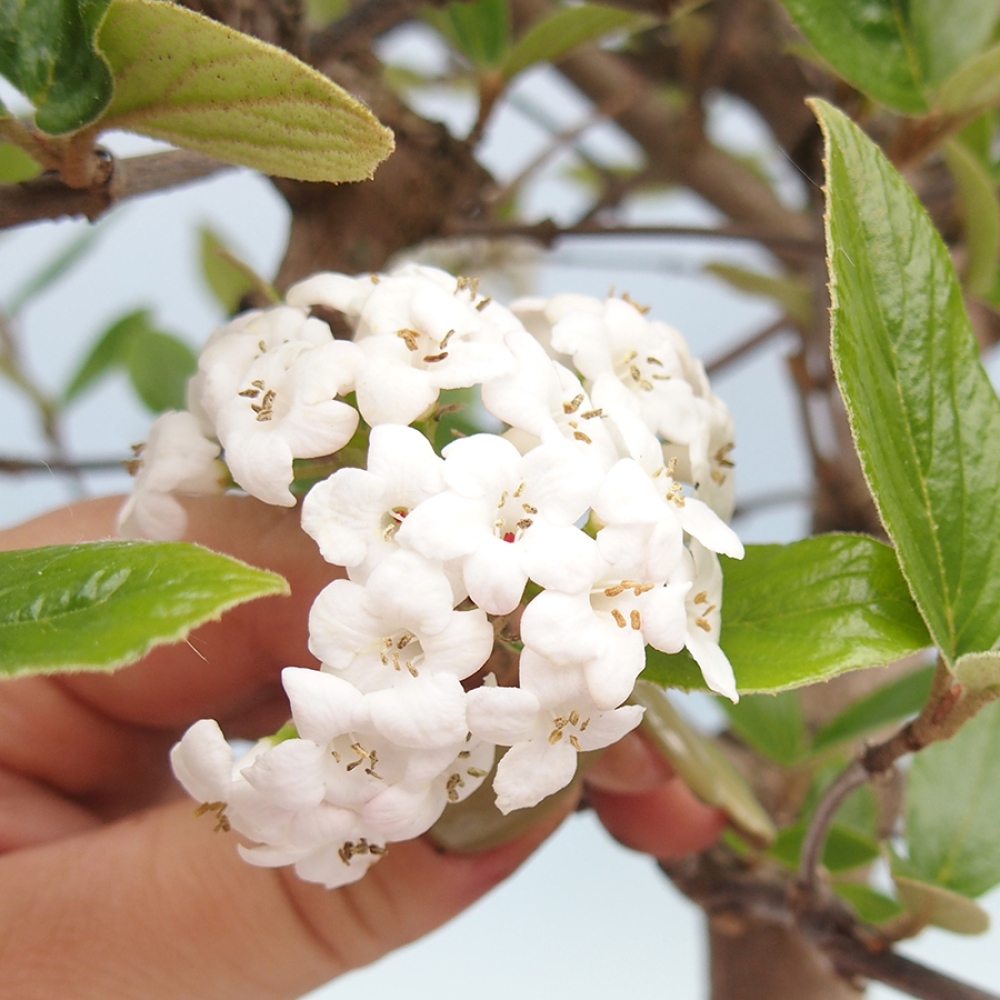Kültéri bonsai-Kalina Bodnanská - Viburum carlesii hemsi