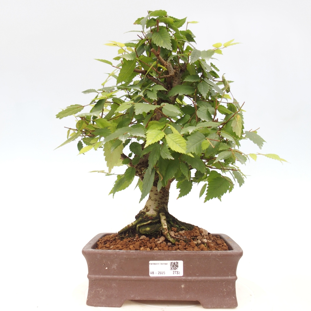 Kültéri bonsai - Zelkova - Zelkova NIRE