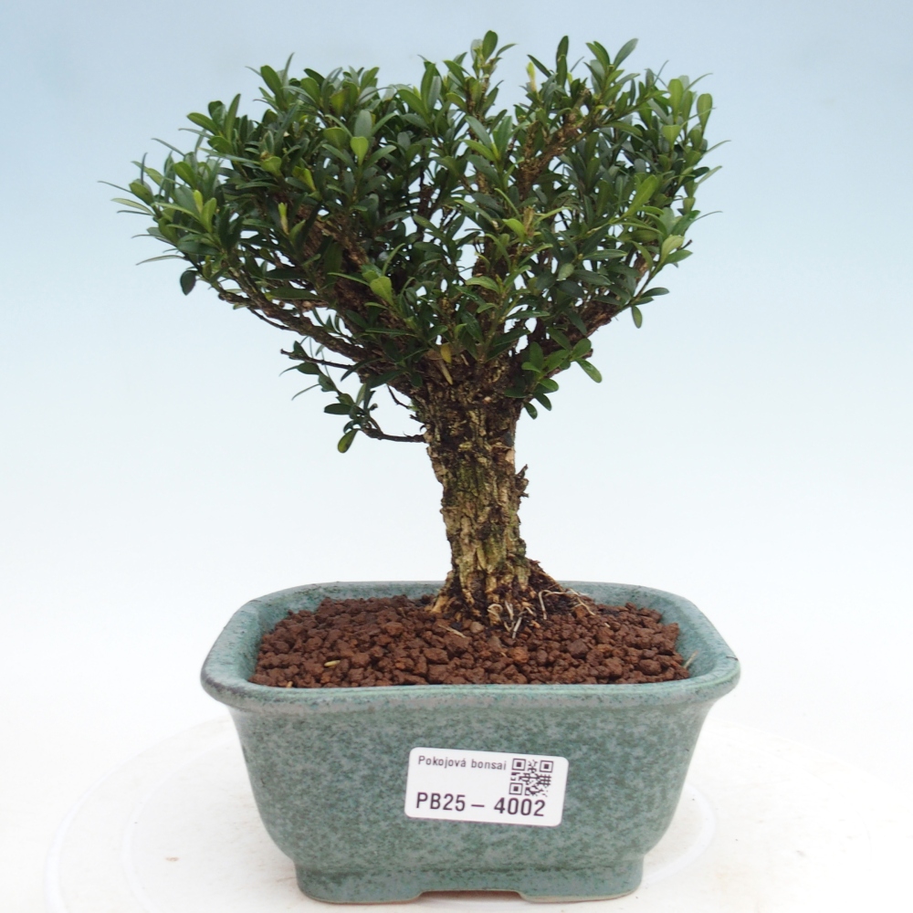 Szobai bonsai - Buxus harlandii - parafa buxus