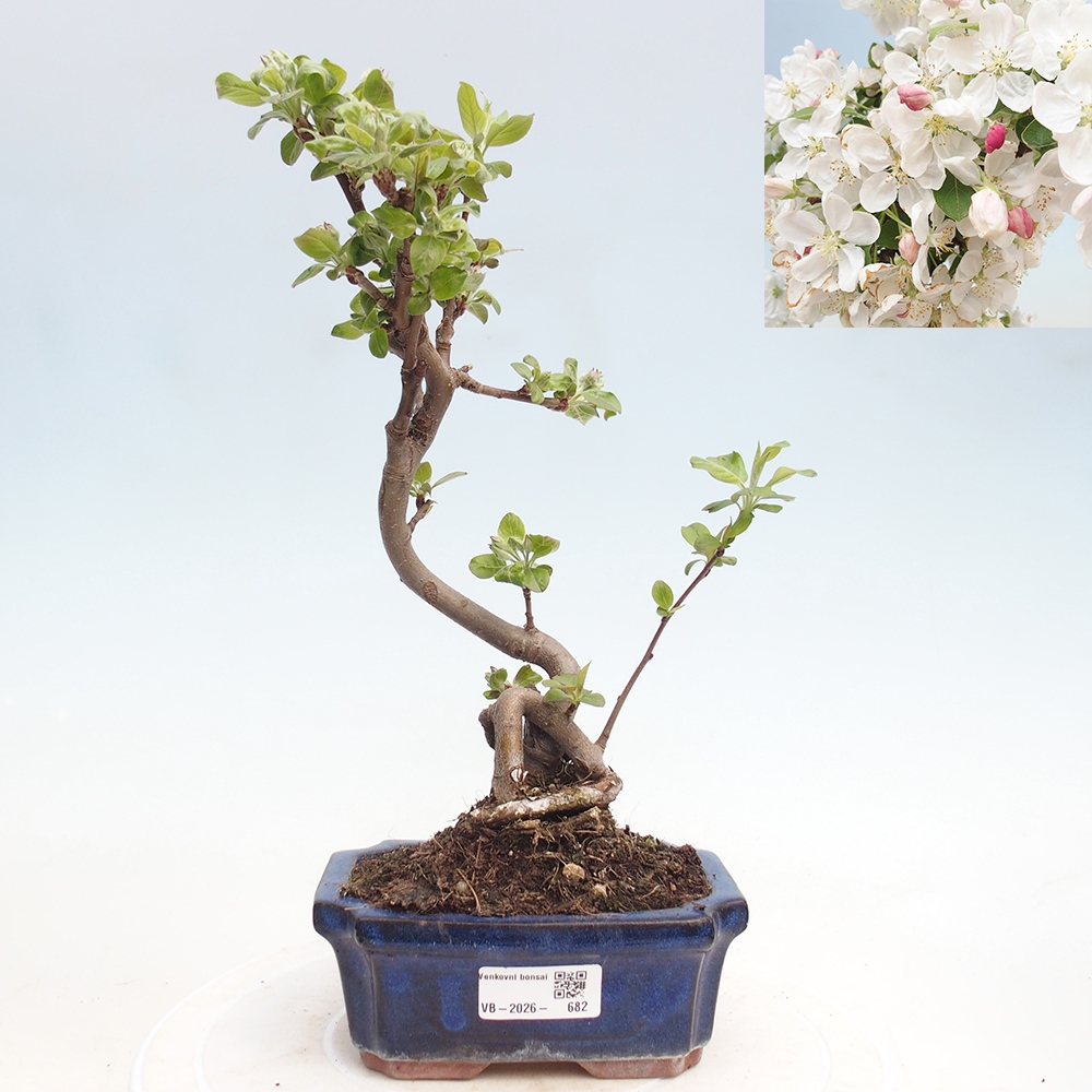 Kültéri bonsai -Malus halliana - Kis gyümölcsű almafa