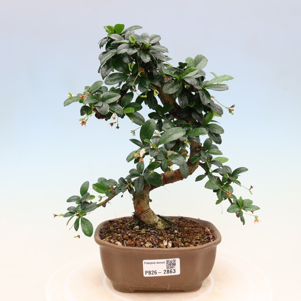 Szobai bonsai - Carmona macrophylla - Tea fuki