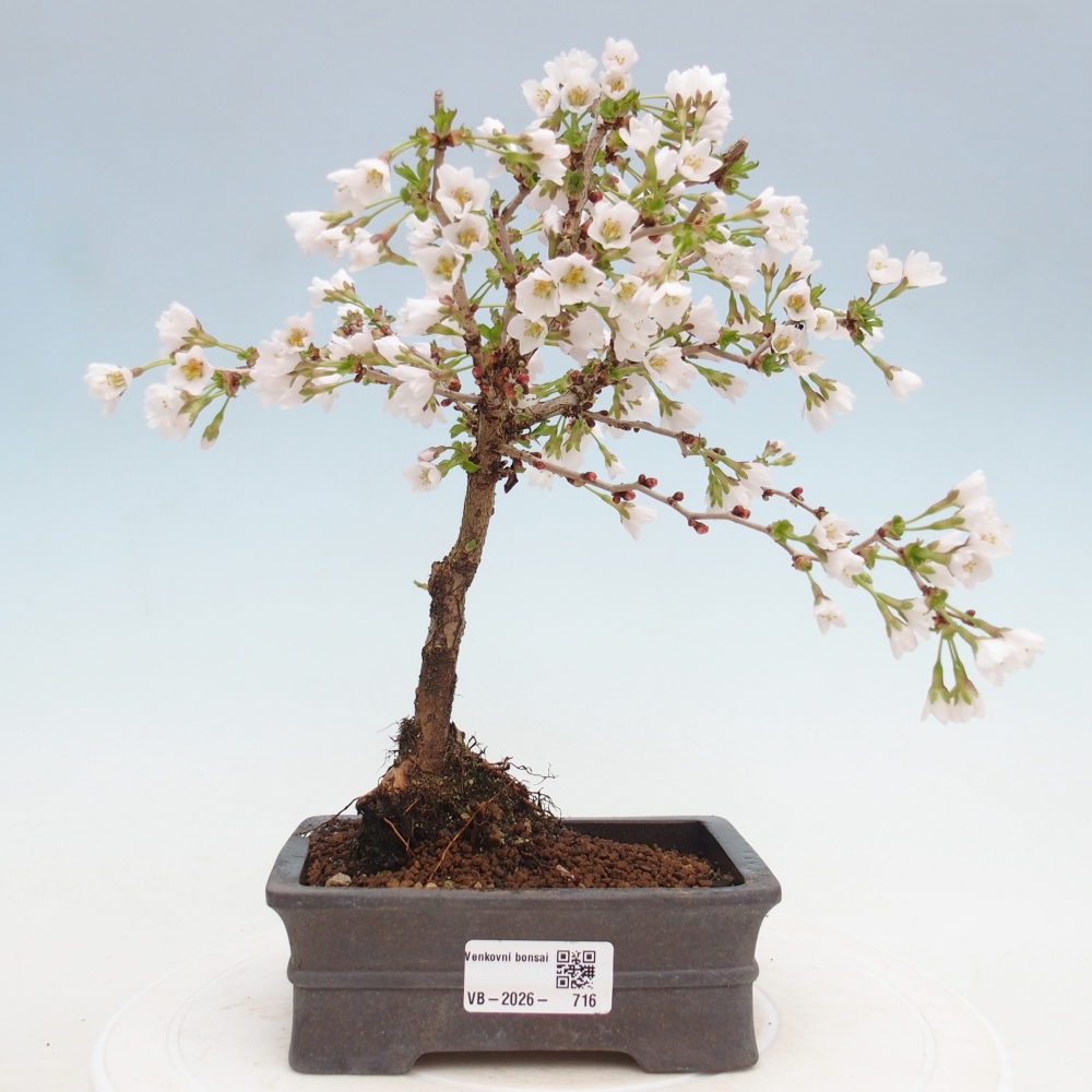 Kültéri bonsai - Prunus incisa Kojou-no mai-Plivon kivágva