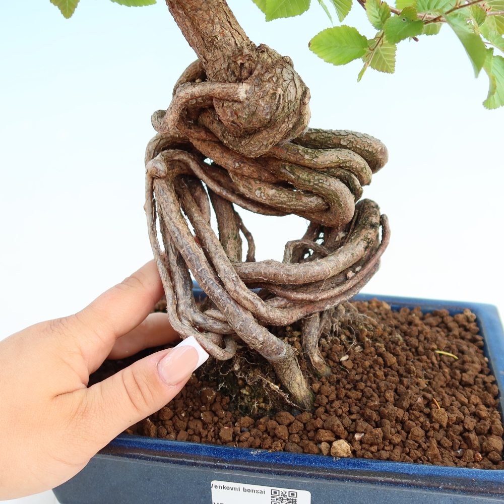 Kültéri bonsai -Carpinus Coreana - Koreai gyertyánfa