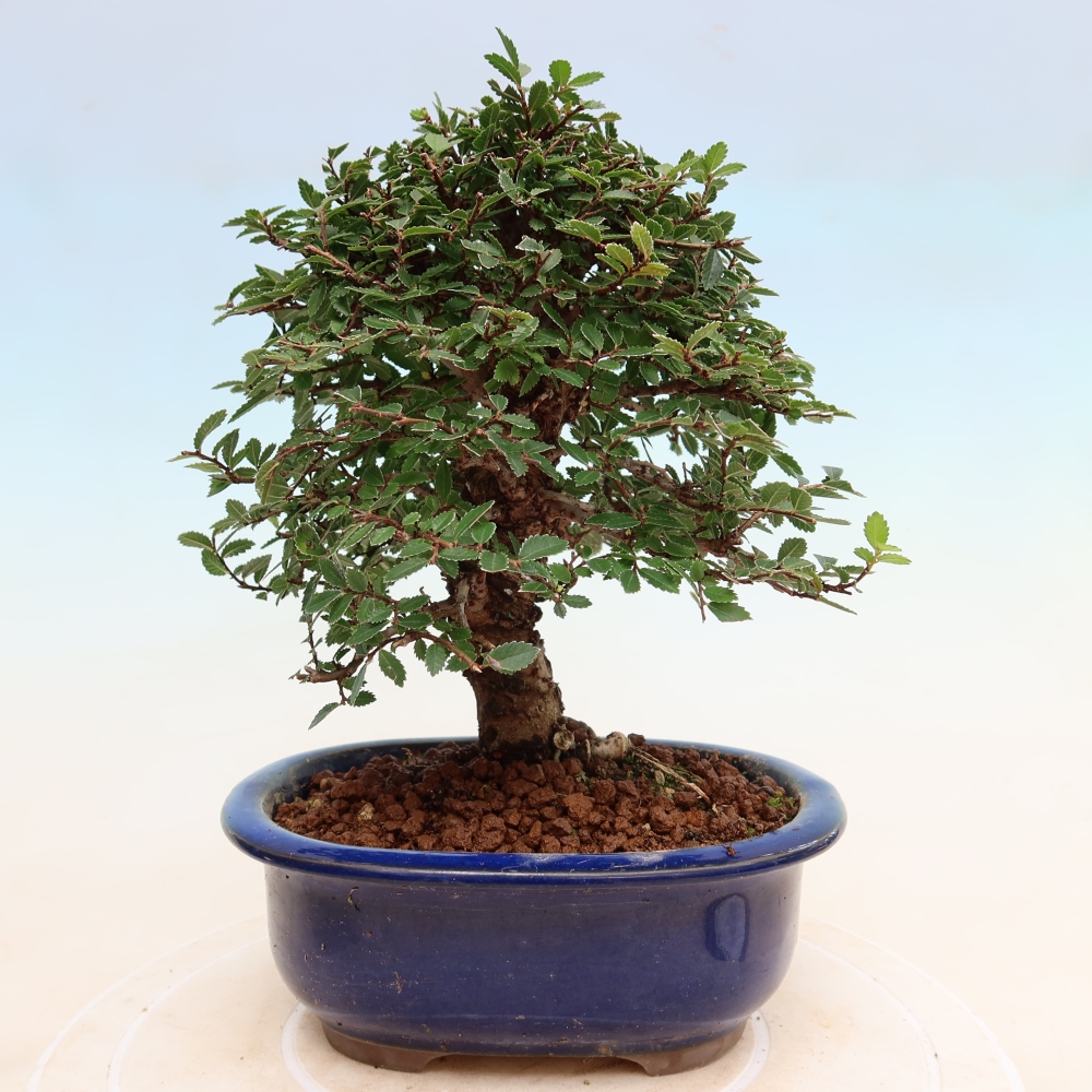 Kültéri bonsai - Zelkova - Zelkova NIRE