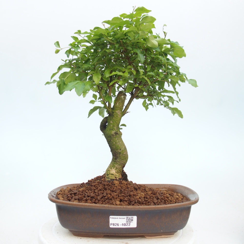 Szobai bonsai -Ligustrum chinensis - Madárcsőr