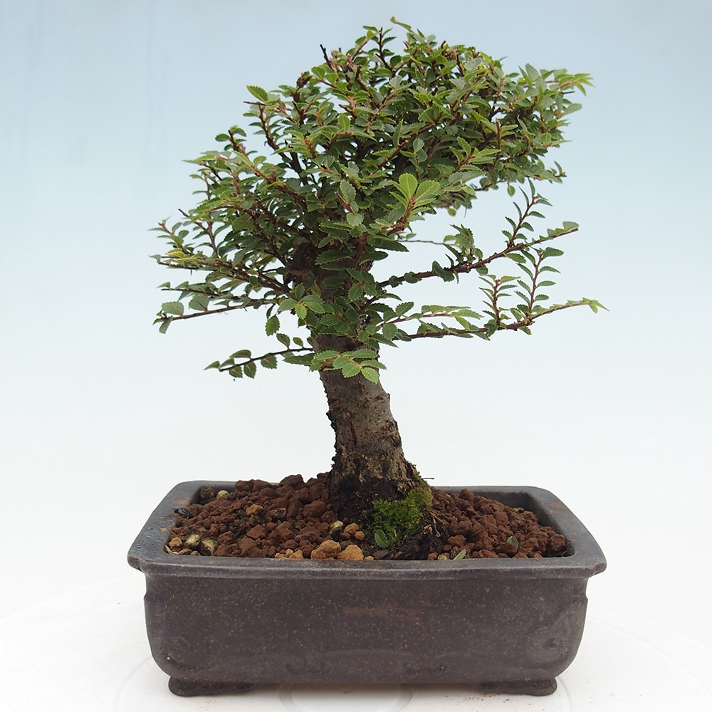 Kültéri bonsai - Ulmus parvifolia Hokkaido - Kínai szil - Ulmus parvifolia Hokkaido