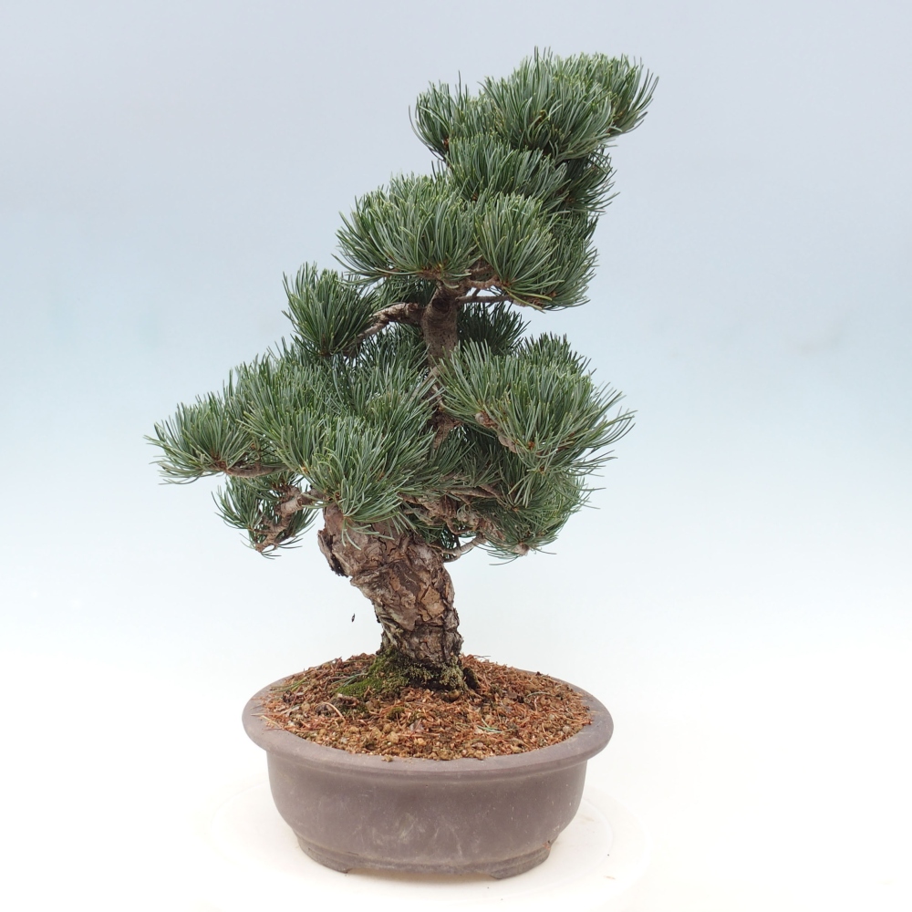 Kültéri bonsai - Pinus parviflora - Pinus parviflora