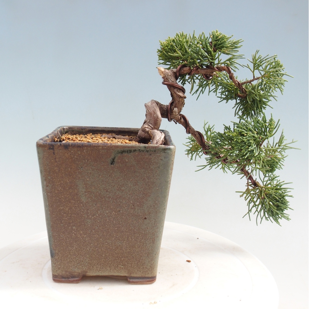 Kültéri bonsai - Juniperus chinensis Kishu