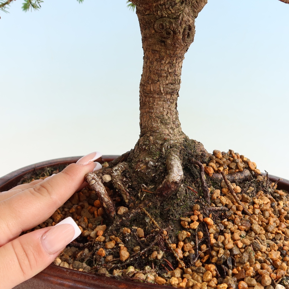 Kültéri bonsai – Picea glauca Echiniformis – Szürke fenyő