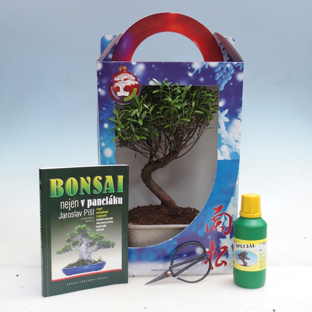 Beltéri bonsai ajándékdobozban Syzygium - Pimento fa