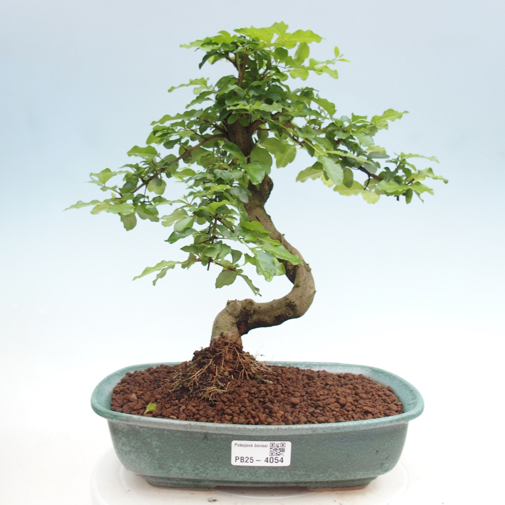 Szobai bonsai -Ligustrum chinensis - Madárcsőr