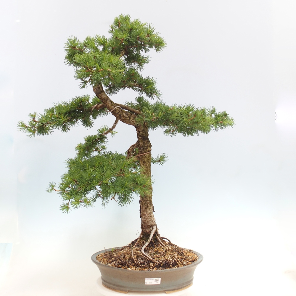 Kültéri bonsai - Larix decidua - vörösfenyő