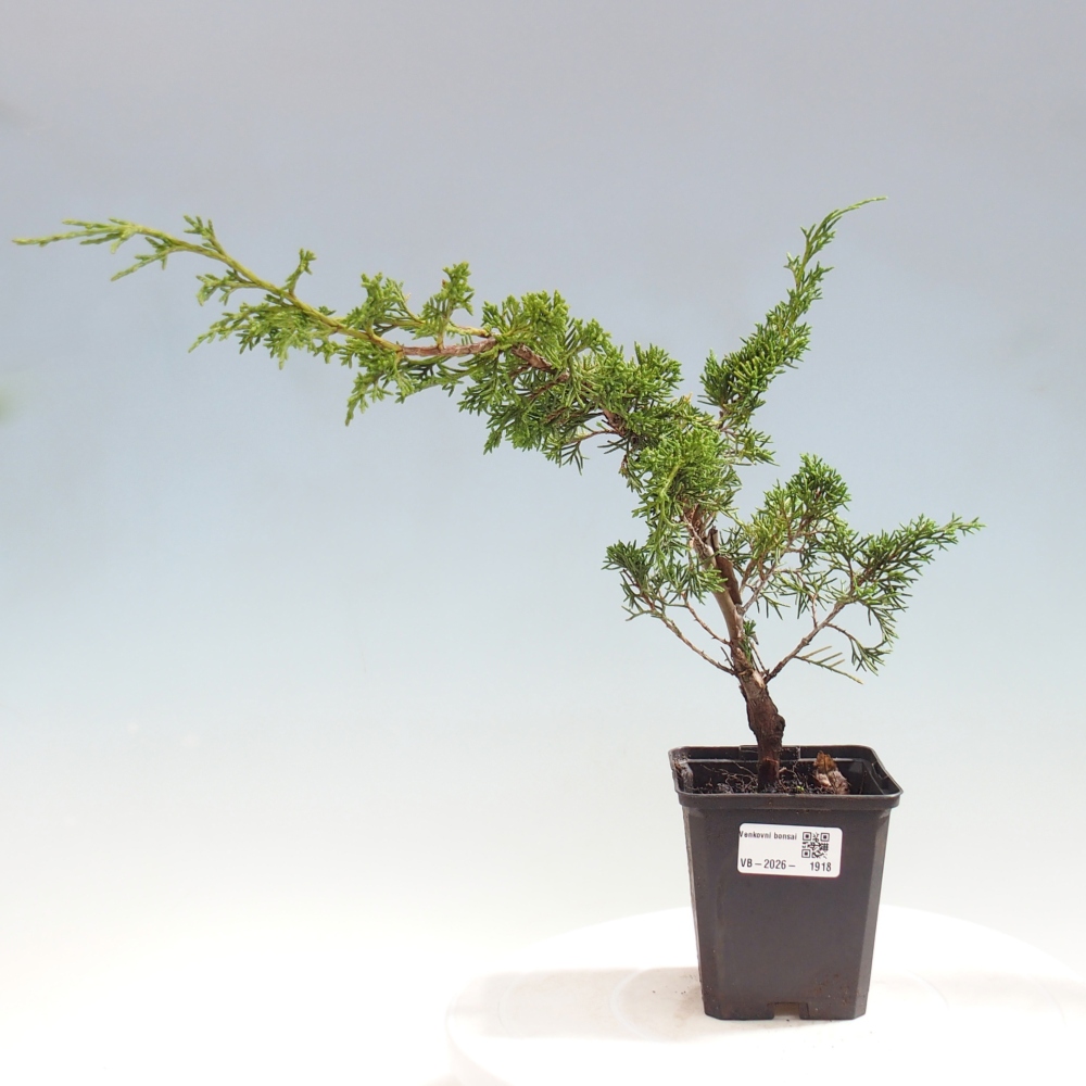 Kültéri bonsai - Juniperus chinensis Itoigawa