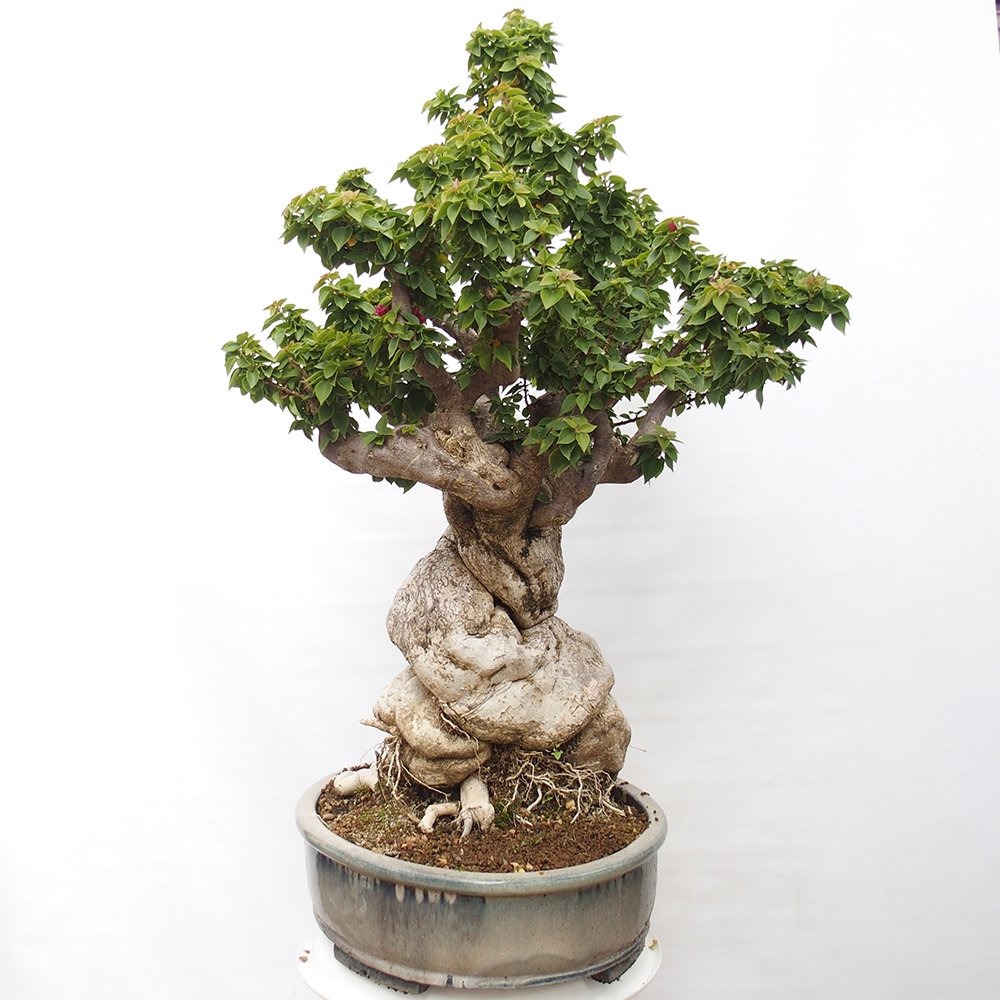 Szoba bonsai - Bouganwilea