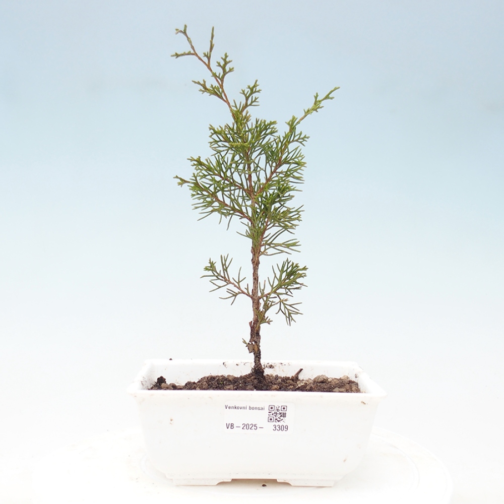 Kültéri bonsai - Juniperus chinensis Itoigawa