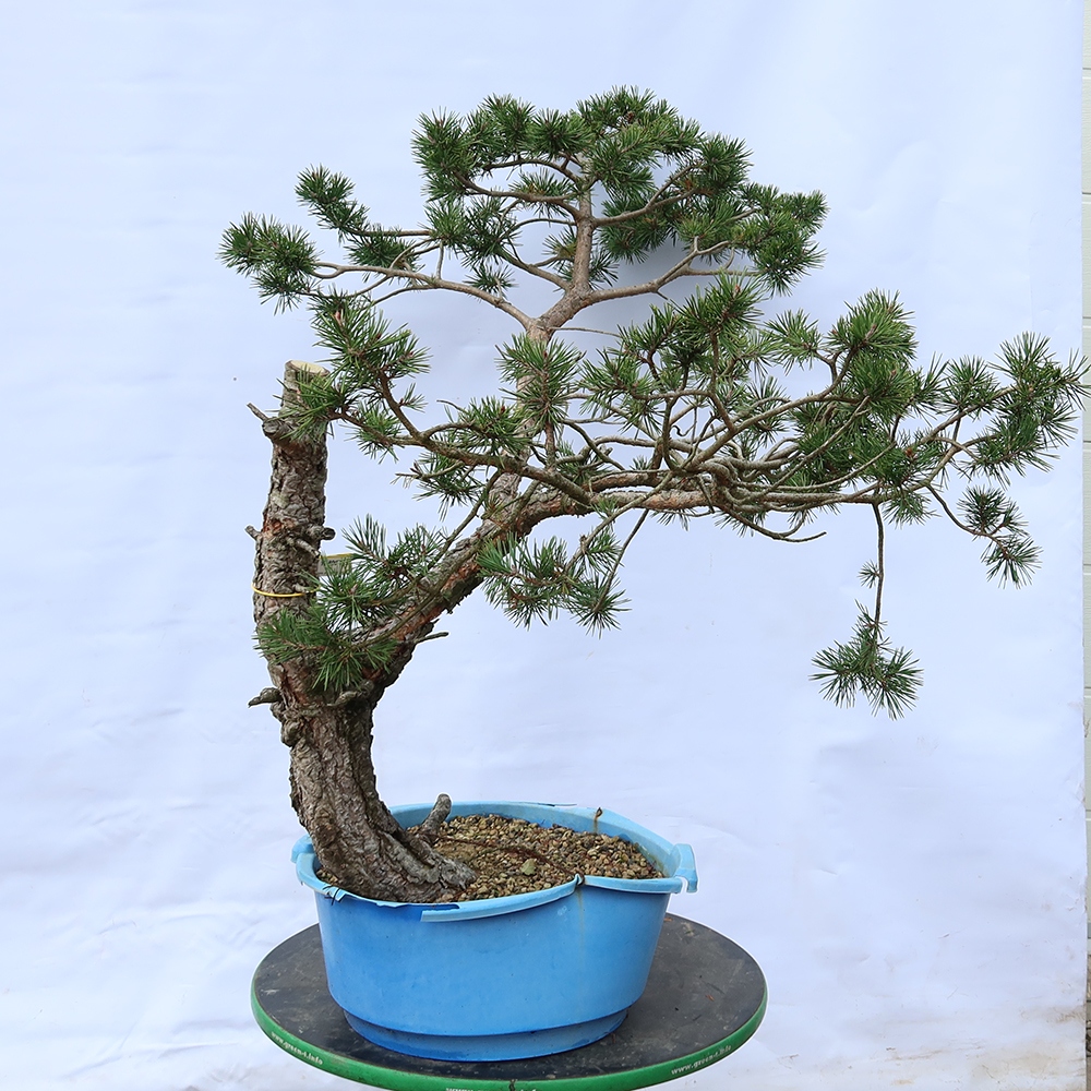 Pinus sylvestris Spanyolország – erdei fenyő