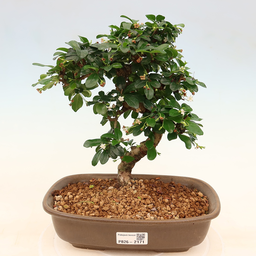 Szobai bonsai - Carmona macrophylla - Tea fuki