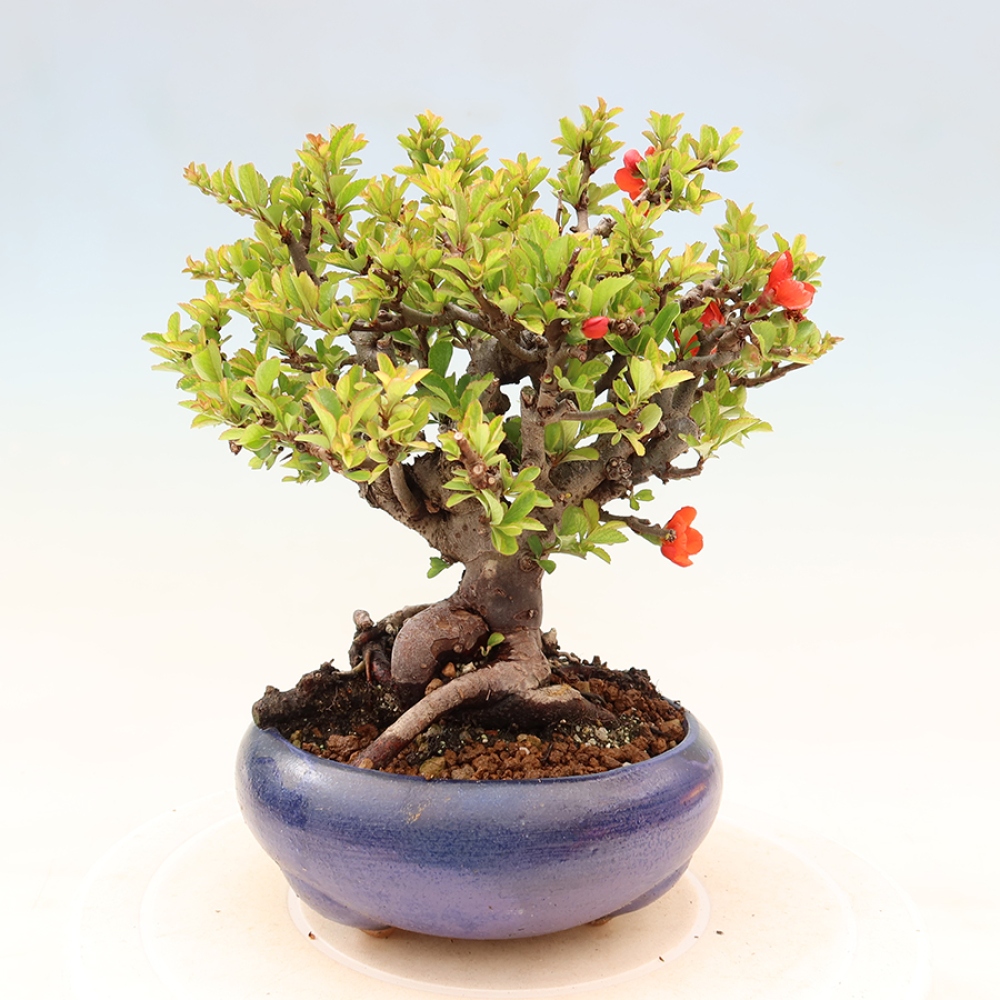 Kültéri bonsai - Chaneomeles speciosa Chojubai