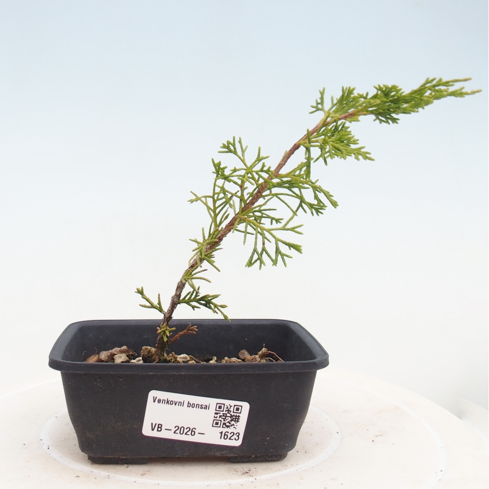 Kültéri bonsai - Juniperus chinensis Itoigawa