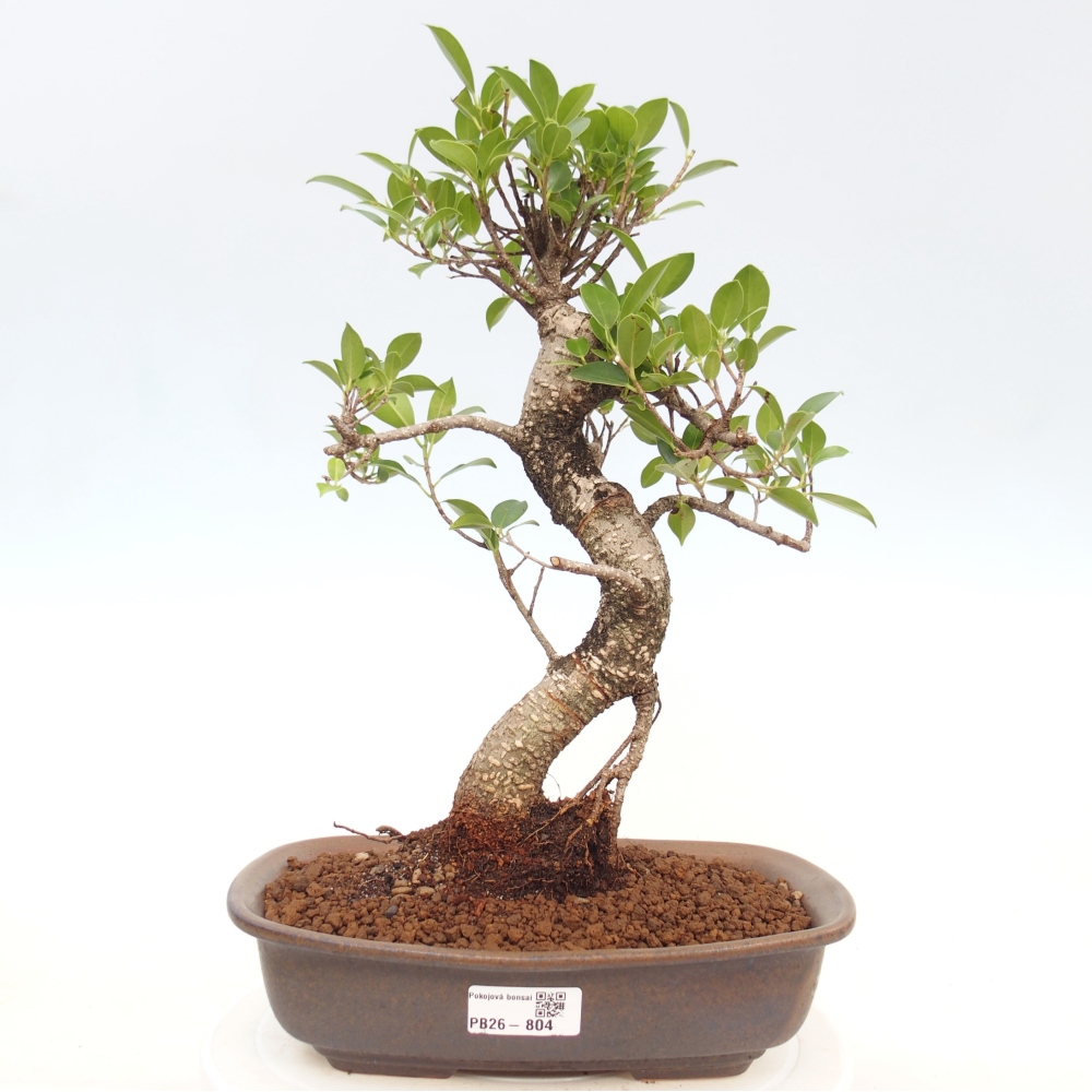 Szobai bonsai - Ficus kimmen - kislevelű fikusz