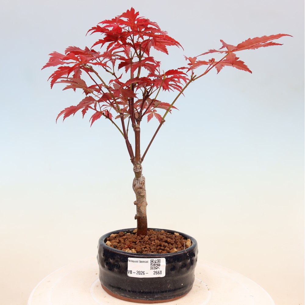 Kültéri bonsai - Acer pálma. Atropurpureum-Javor palmate