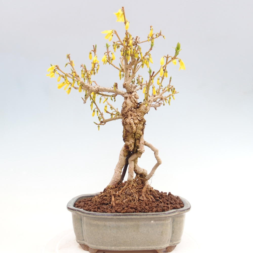 Kültéri bonsai - Zlatice - Forsythia koreana