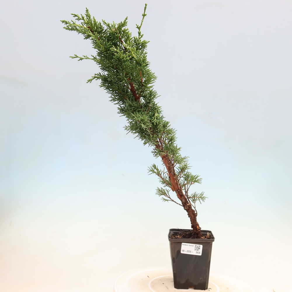 Kültéri bonsai - Juniperus chinensis Kishu