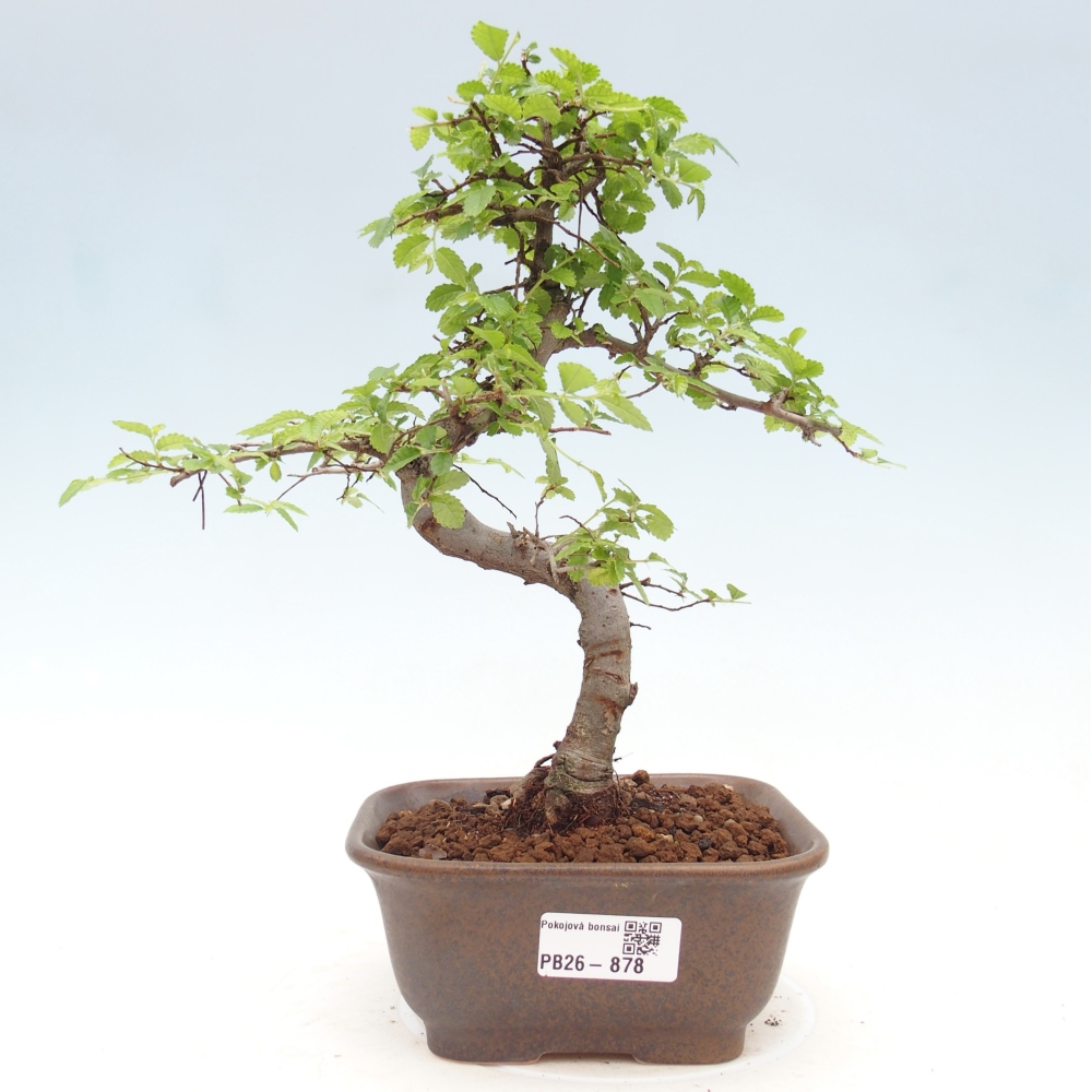 Szobai bonsai - Ulmus parvifolia - Kislevelű szilfa