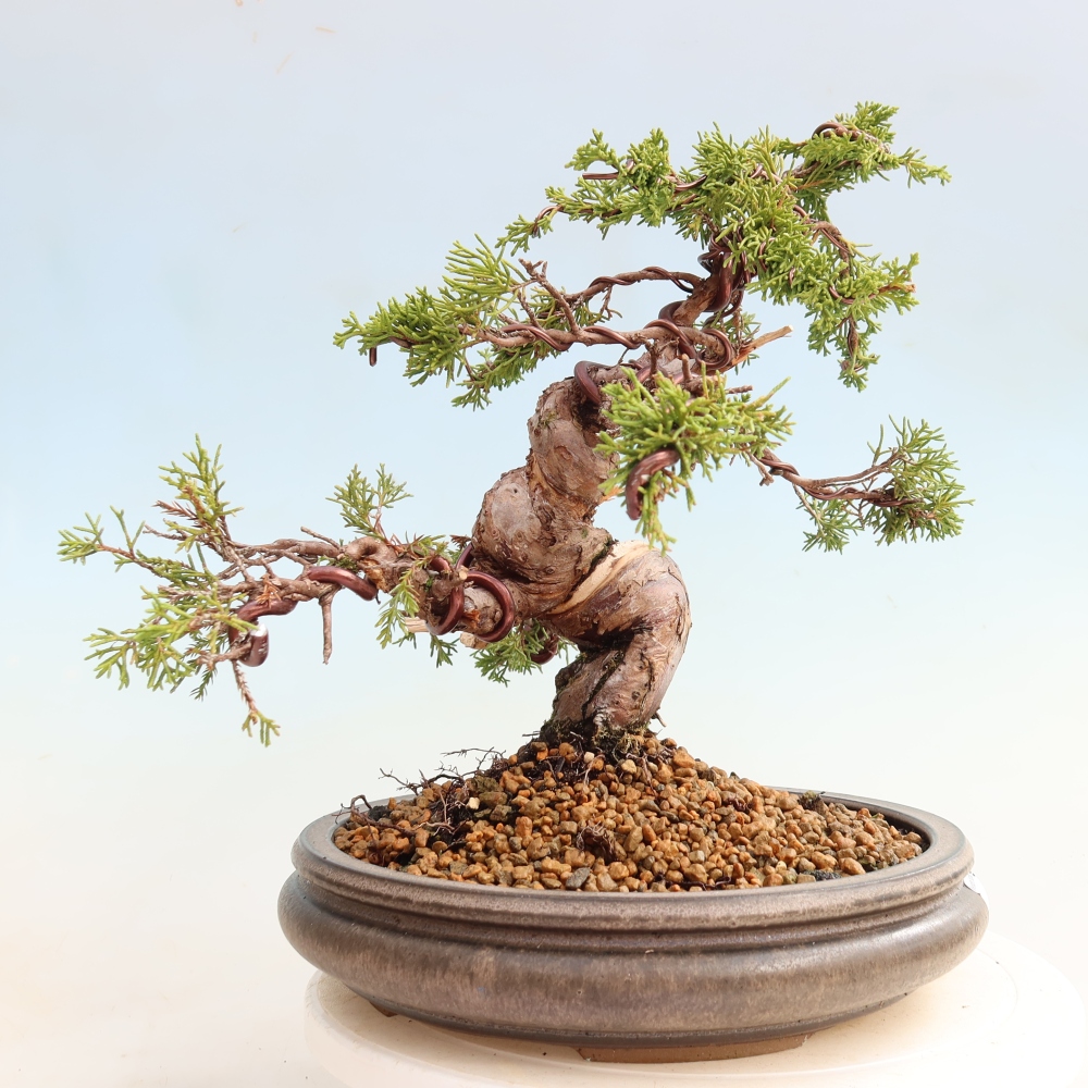 Kültéri bonsai - Juniperus chinensis Itoigawa-Juniperus chinensis