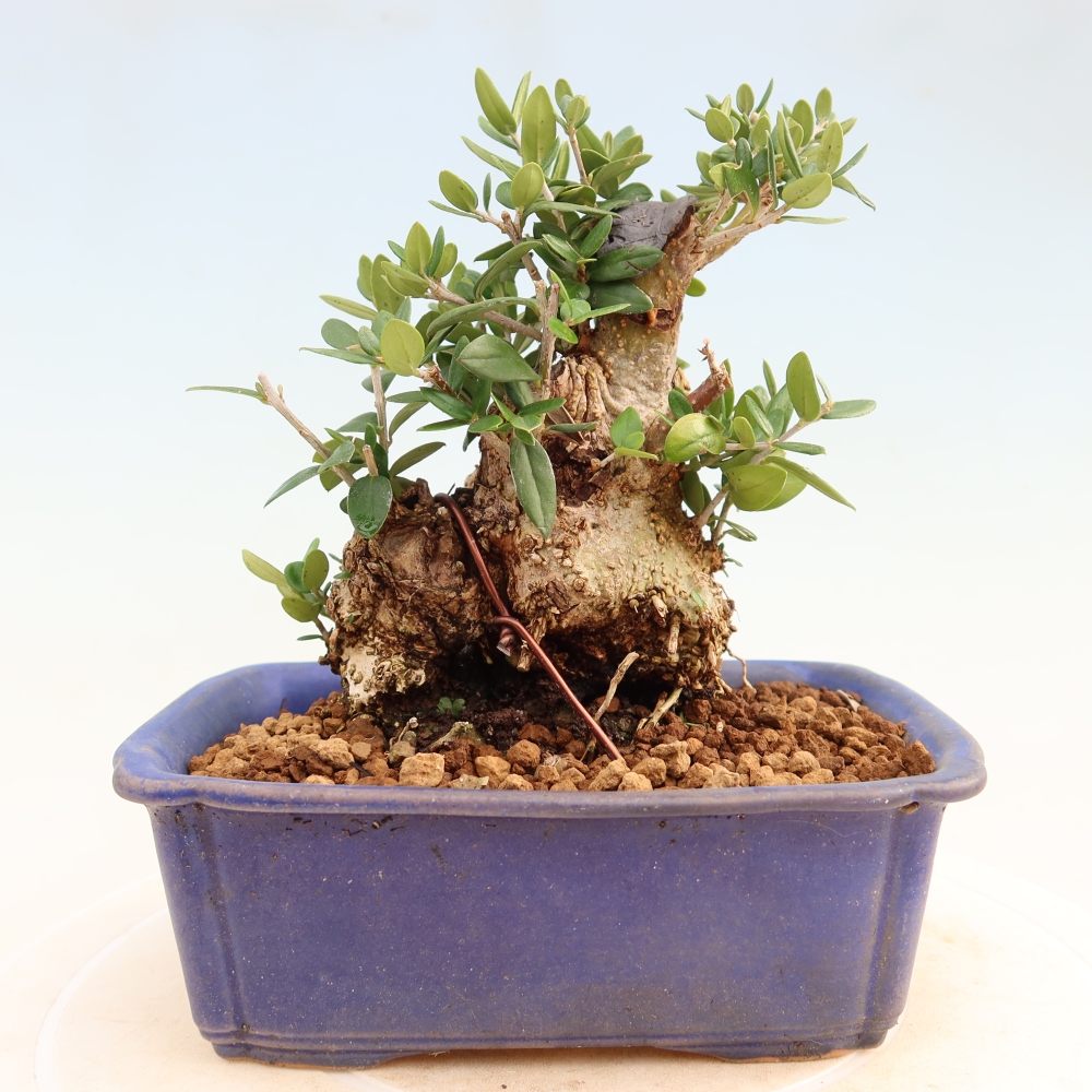 Beltéri bonsai - Olea europaea sylvestris