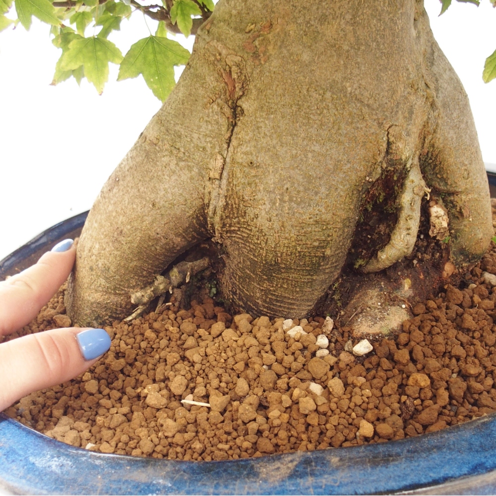 Kültéri bonsai - Acer Buergerianum - Burger juhar