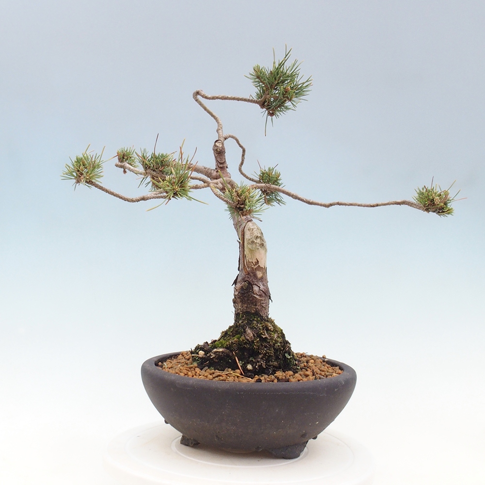 Kültéri bonsai - Pinus Sylvestris Watererri - erdeifenyő