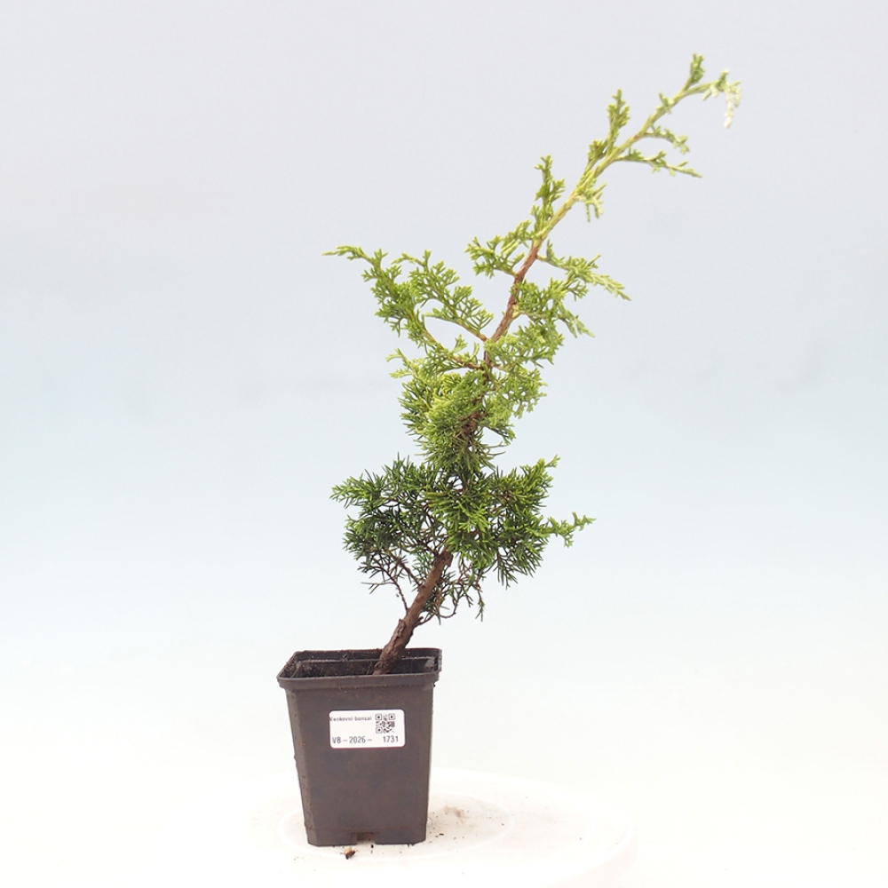 Kültéri bonsai - Juniperus chinensis Itoigawa