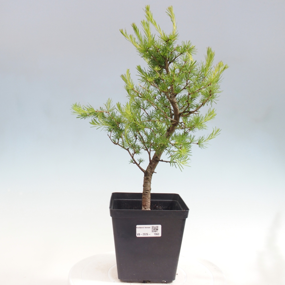 Kültéri bonsai - Larix decidua - vörösfenyő