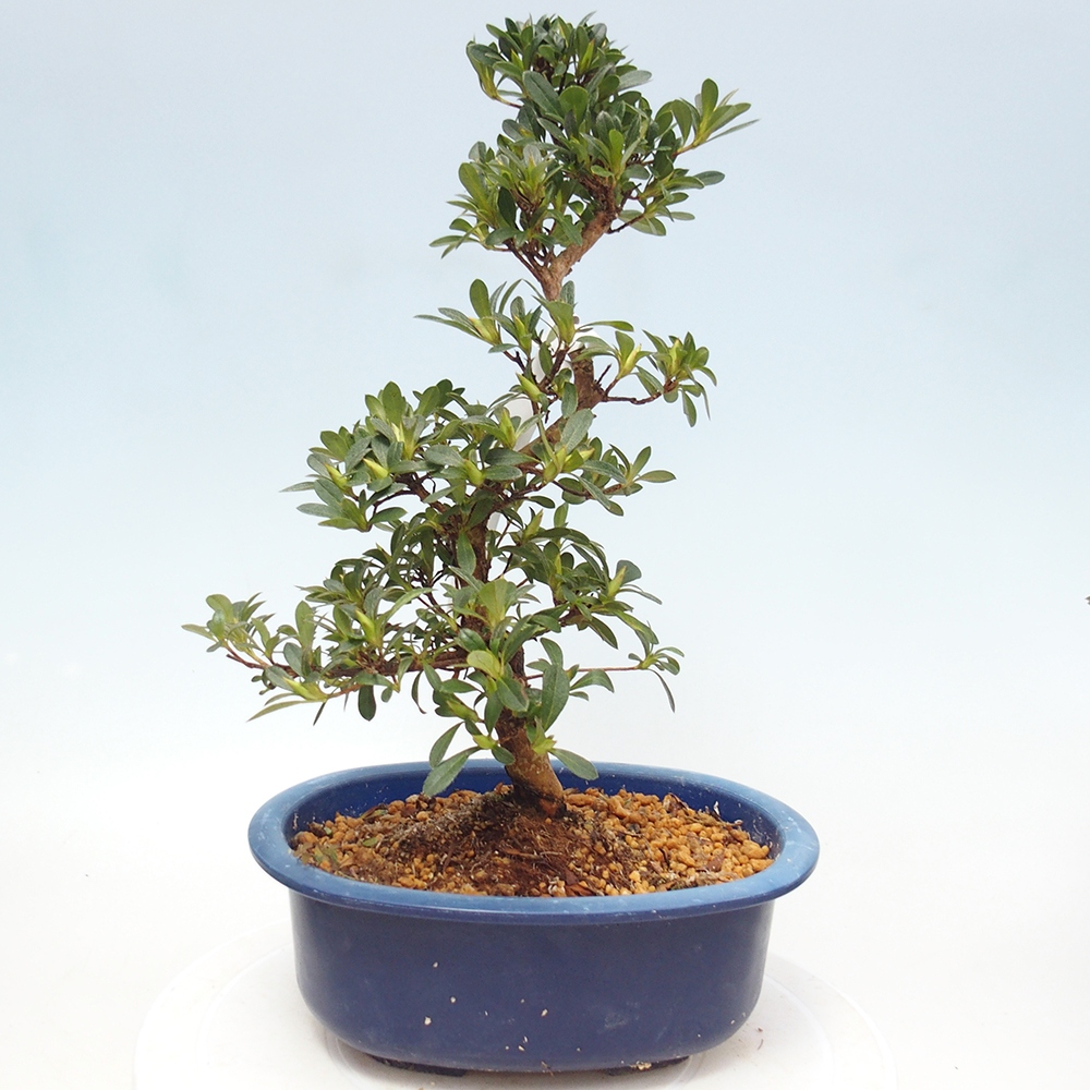 Kültéri bonsai - Japán azálea - Azalea Santoka