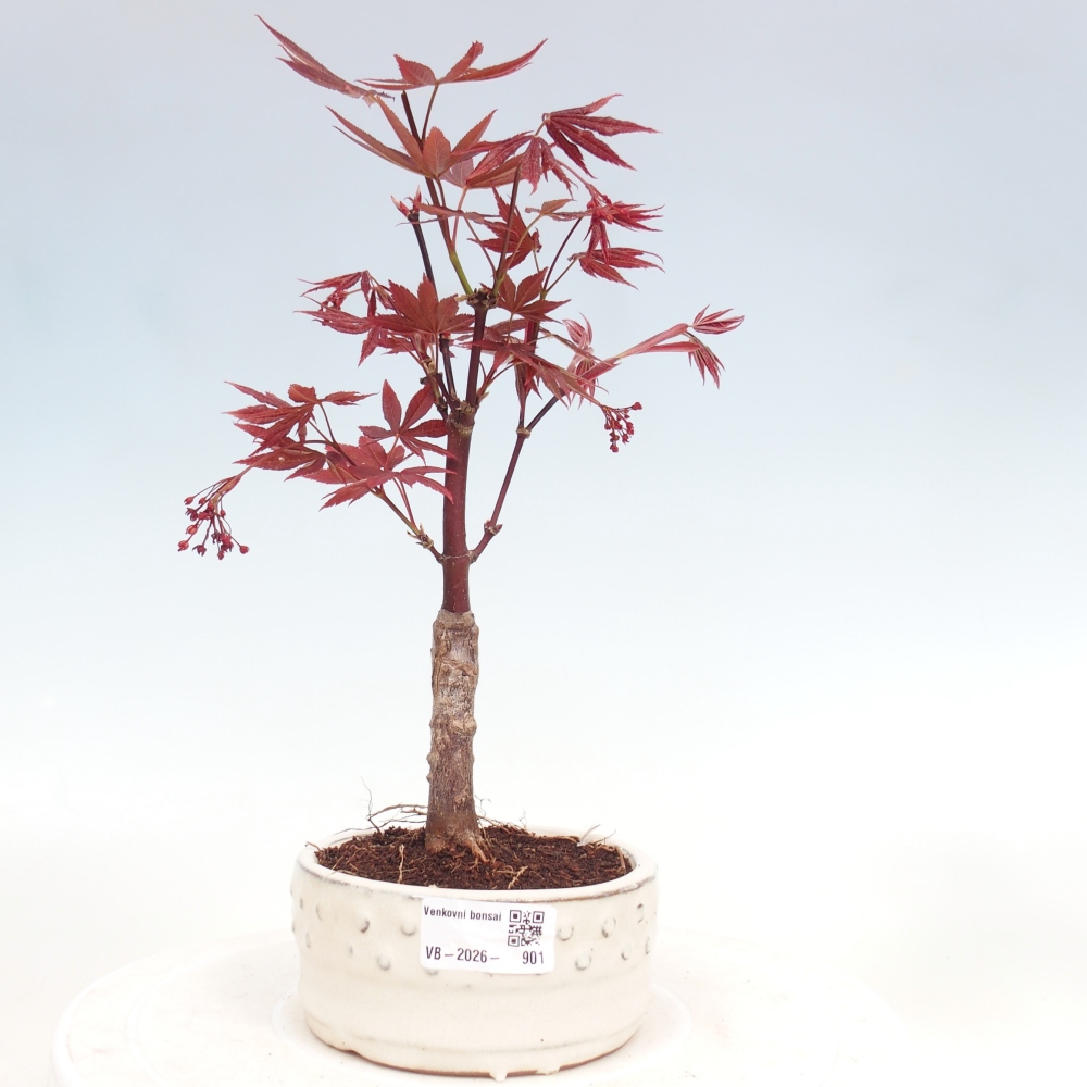 Kültéri bonsai - Acer pálma. Atropurpureum-Javor palmate